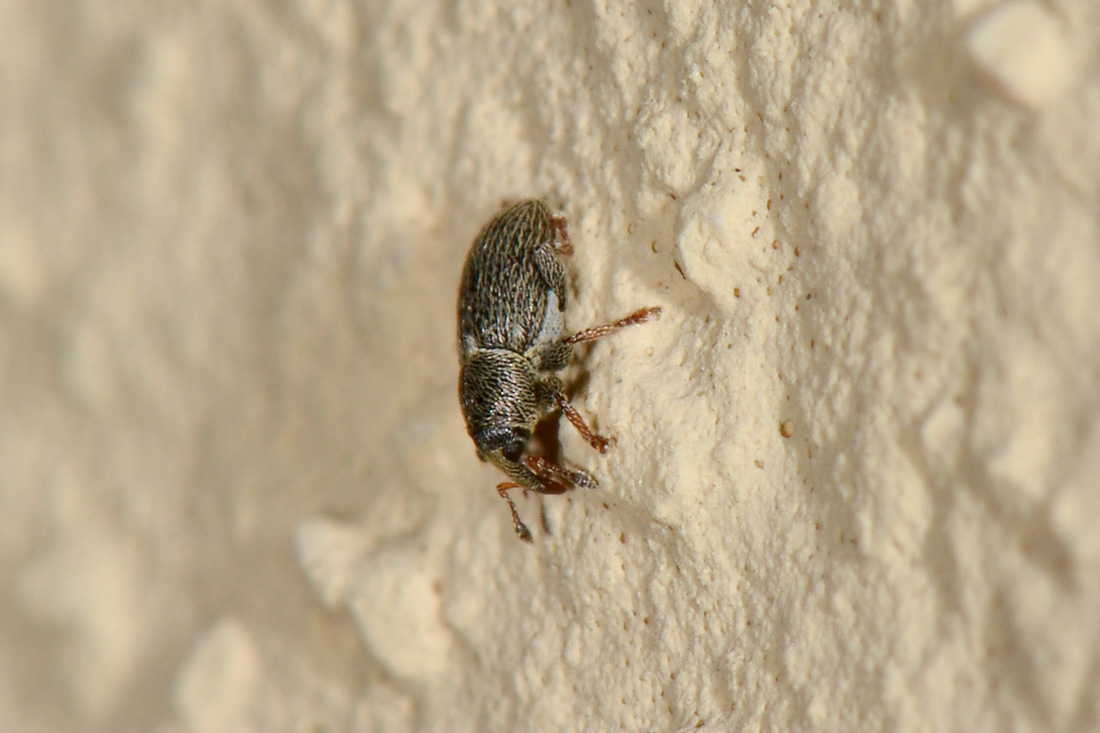 Curculionidae:  Tychius curtirostris